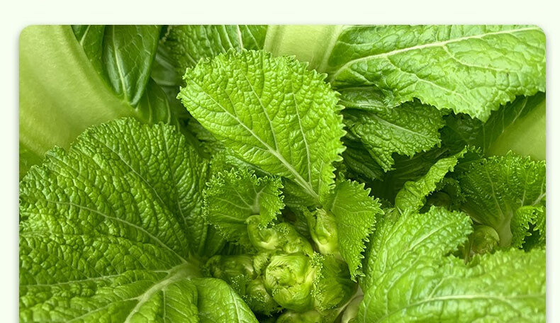 特心鲜四川新鲜儿菜母子菜娃娃菜抱子菜芥泡菜原料嫩仔儿菜3斤