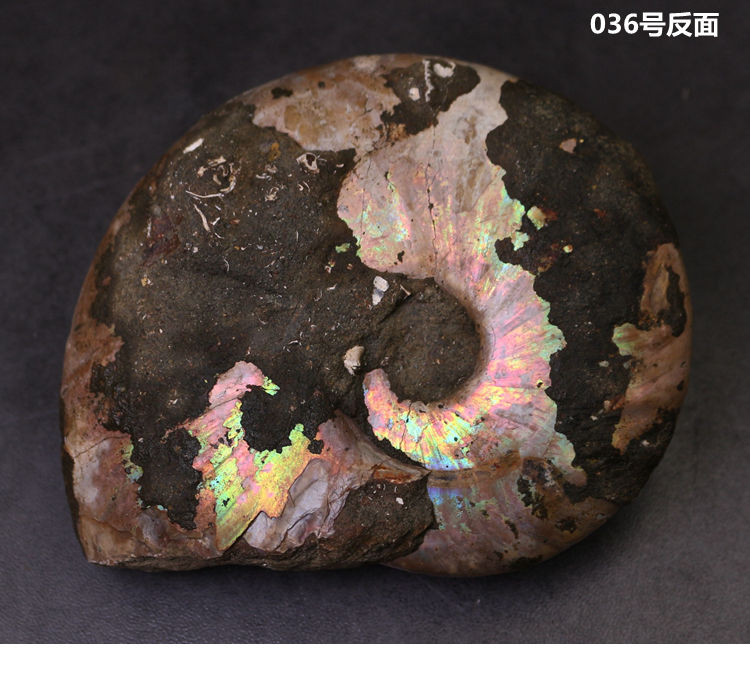 古生物马达加斯加斑彩螺化石叶菊石化石标本教学标本礼品 034号【图片