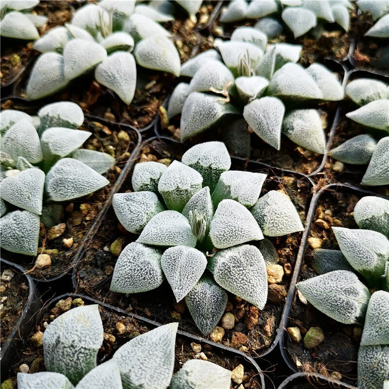花络阁木叶克里克特大久保白银蓝镜玛丽丽初雪三仙多多肉植物木叶