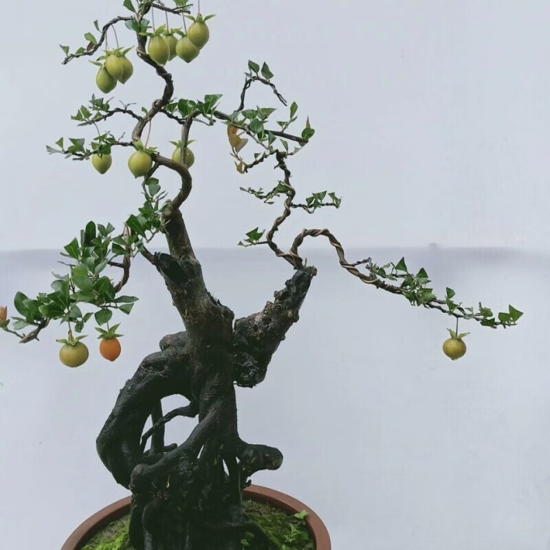 金弹子树桩盆景 黑塔子老桩盆景 两年熟桩 母桩公桩 优选练手桩一颗