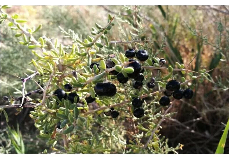 黑枸杞野生天然黑果枸杞泡水枸杞子宁夏100-500g泡煲汤枸杞子 枸杞