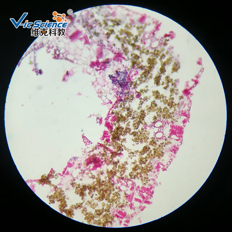 使用教学切片植物生物学玻片标本显微镜使用切片地钱孢子体纵切10片装