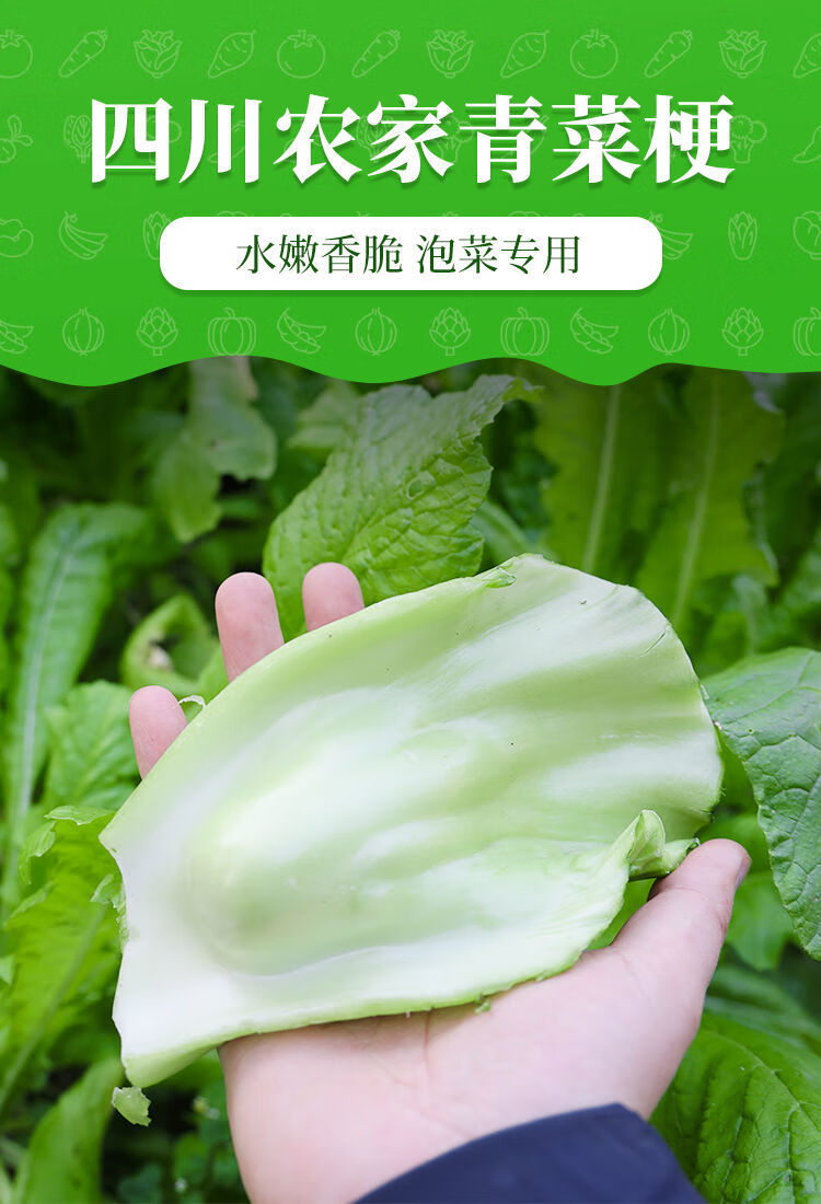 四川特产奶奶菜大叶青菜青菜邦新鲜泡青菜青菜梗包包青菜泡酸菜 净重2