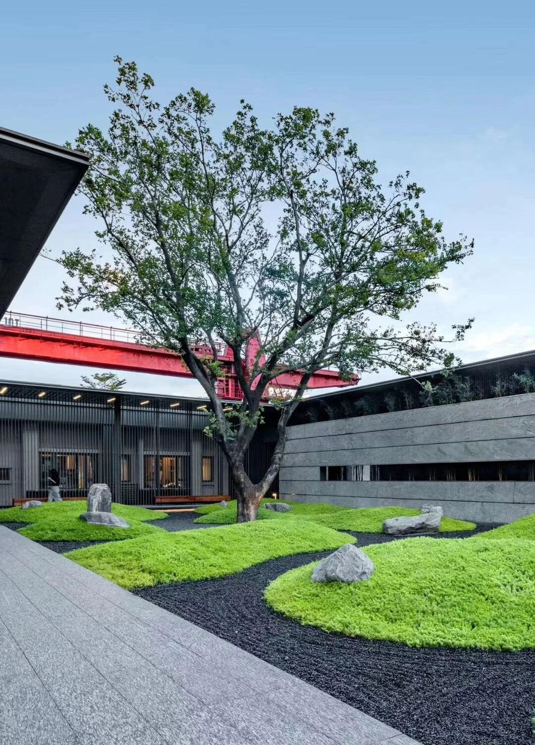 黄金佛甲草屋顶花园阳台绿化黄金佛甲草宿根多年生草坪草皮地被苗s