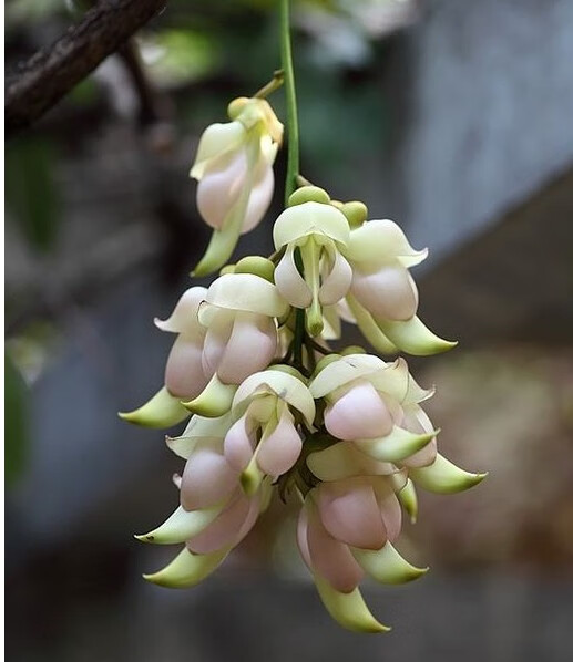hqc禾雀花苗爬藤攀藤植物常绿油麻藤花苗禾雀花苗金黄花油麻藤苗紫藤