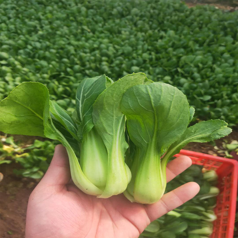 新鲜小油菜当季新鲜小油菜 上海青小白菜4斤现采现发蔬菜 奶白菜净重