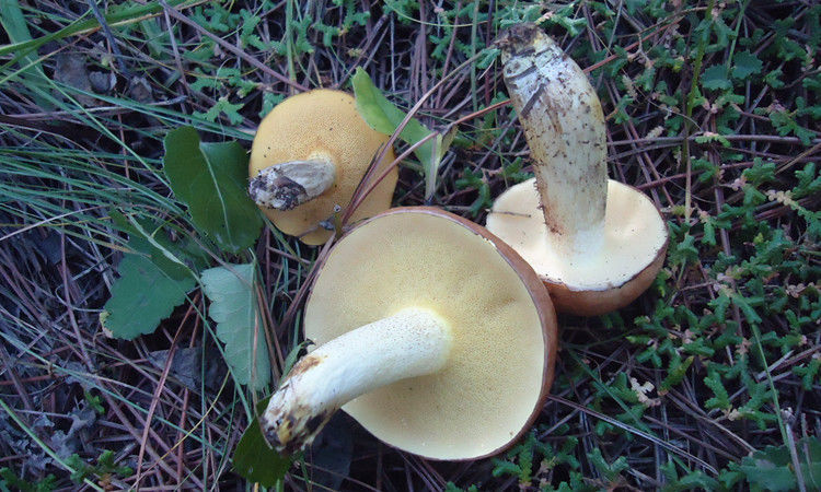 吉美味松蘑东北特产松蘑菇干货松菇粘蛾子松蛾粘团子蘑菇香菇 野生