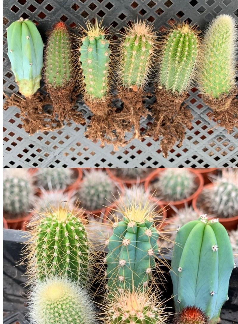 精品仙人柱组合套餐龙神木九尾狐蓝柱大凤龙金妞幸福柱仙人球好养 蓝