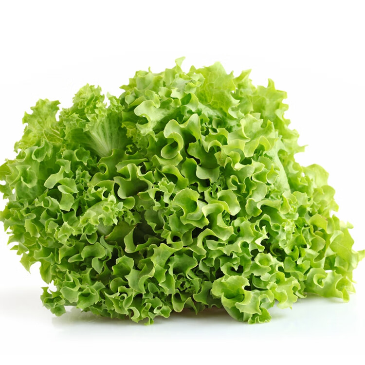美国大速生生菜种子绿青菜种子四季菜园盆栽蔬菜种大面积种植 【思贝