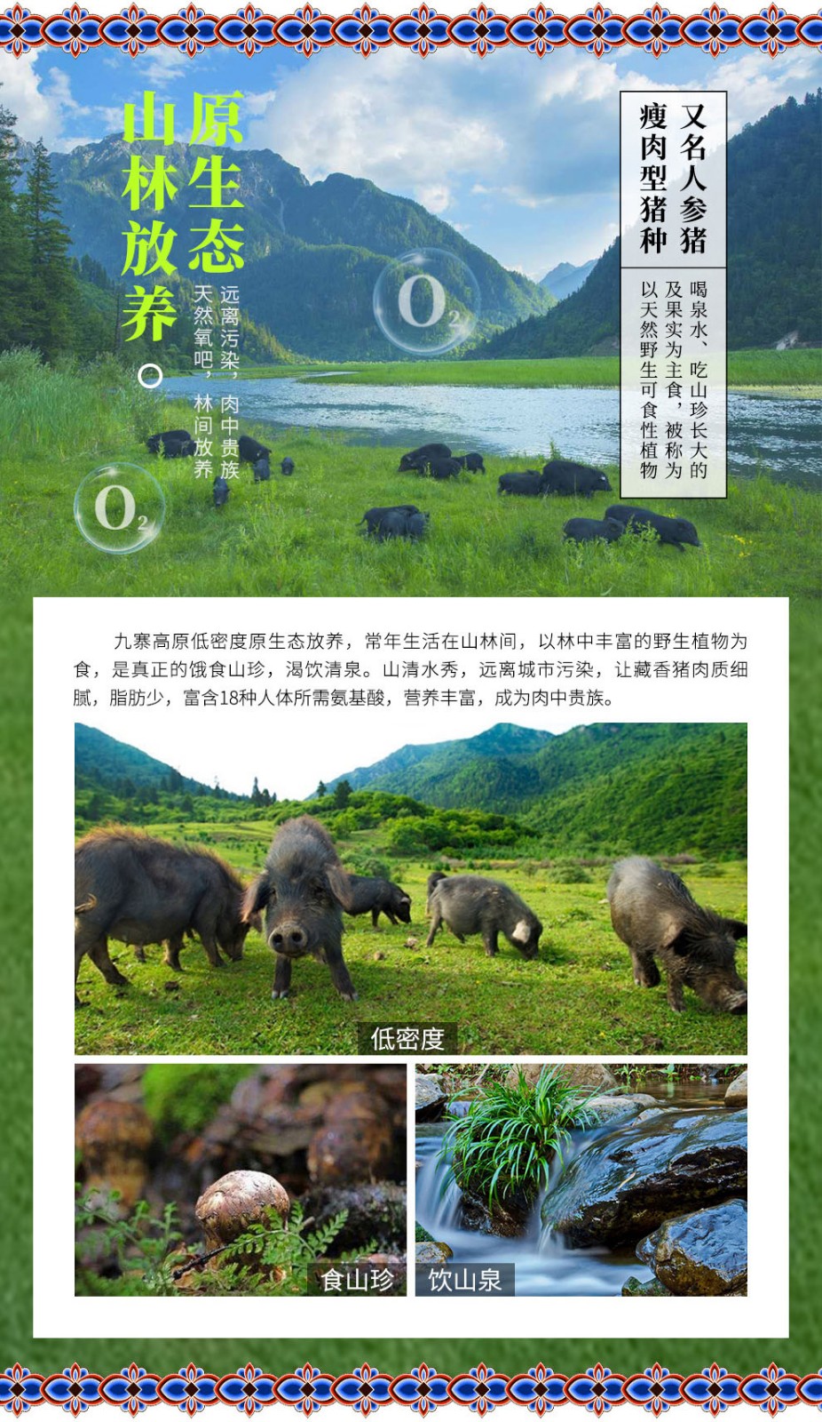 牧养猪冷鲜肉藏香猪四川阿坝高原特色黑土猪高原牧养365天汤骨500g