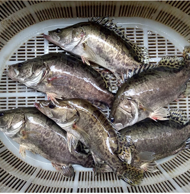 品鲜肴淡水鱼生态小桂鱼鳜鱼桂花鱼鳌花鱼自然长现捕鲜活现杀净膛前15