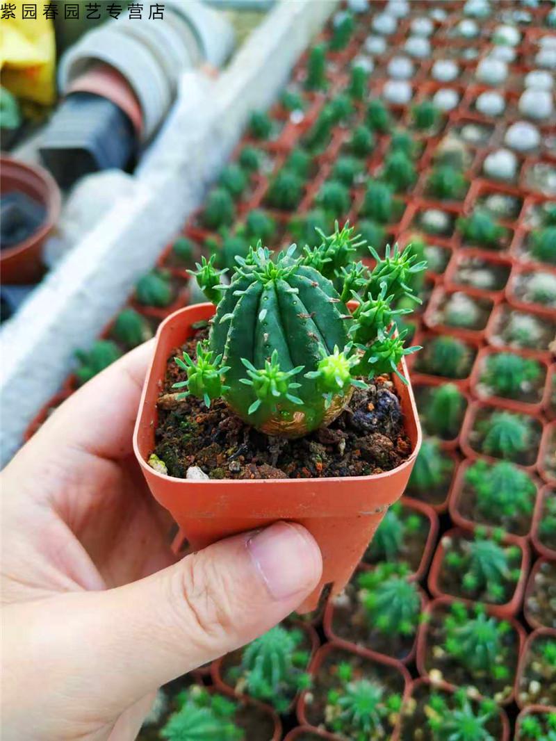 园艺火麒麟 红彩阁仙人球 自根 迷你无刺大戟科新品多肉植物绿植盆栽