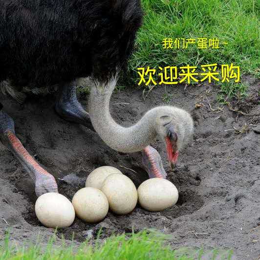 鴕鳥蛋新鮮超大食用鴯鶓蛋