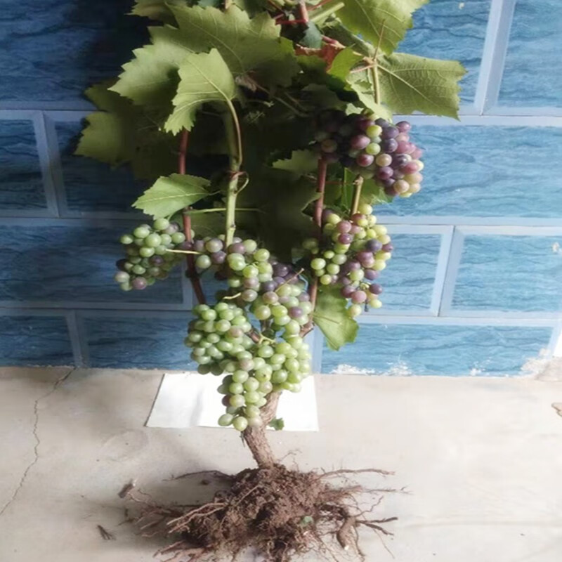 葡萄树苗南北方盆栽地栽庭院种植葡萄小苗白牛奶10年大苗硕果累累
