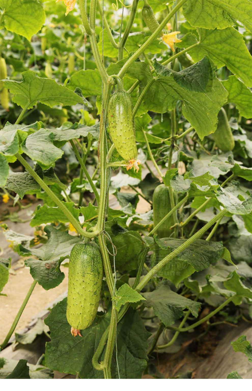 旱黄瓜种子苗籽种青瓜老四季水果大全秧老蔬菜种籽孑小秧苗秋幼苗浅