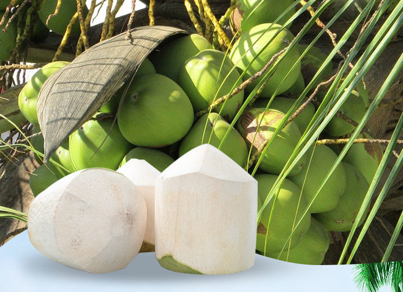 椰子 现摘海南 新鲜水果 大青椰 带皮椰青 多汁孕妇 水果 4个装 吸管