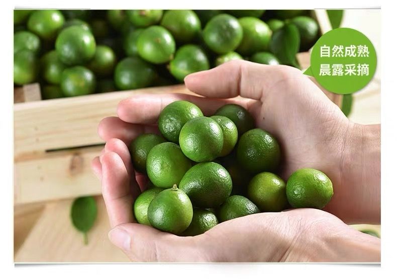 海南小青桔橘柑柠现摘当季小青桔新鲜水果酸爽批发1斤大果