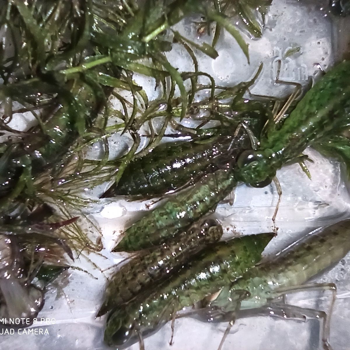 有仁堂活体碧伟蜻蜓幼虫运输包活大蜻蜓吃各种轮类小昆虫 10只【图片