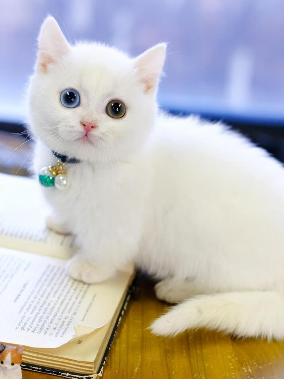 荣郁 中华田园纯白猫白色异瞳猫纯白蓝眼猫短毛纯黄眼家养宠物活体幼