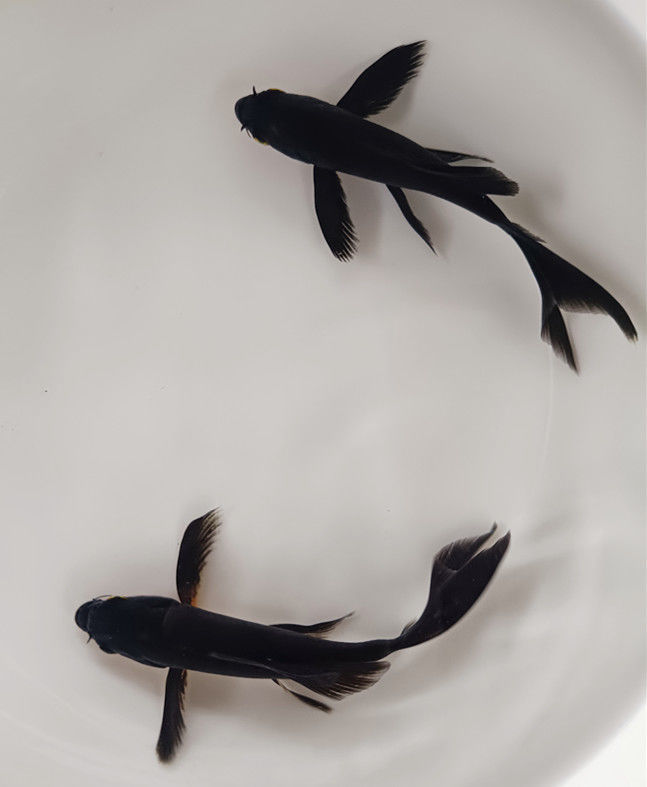 黑金龙凤锦鲤冷水鱼金鱼活体镇宅起运风水鱼渔场直销包活到家cmaos