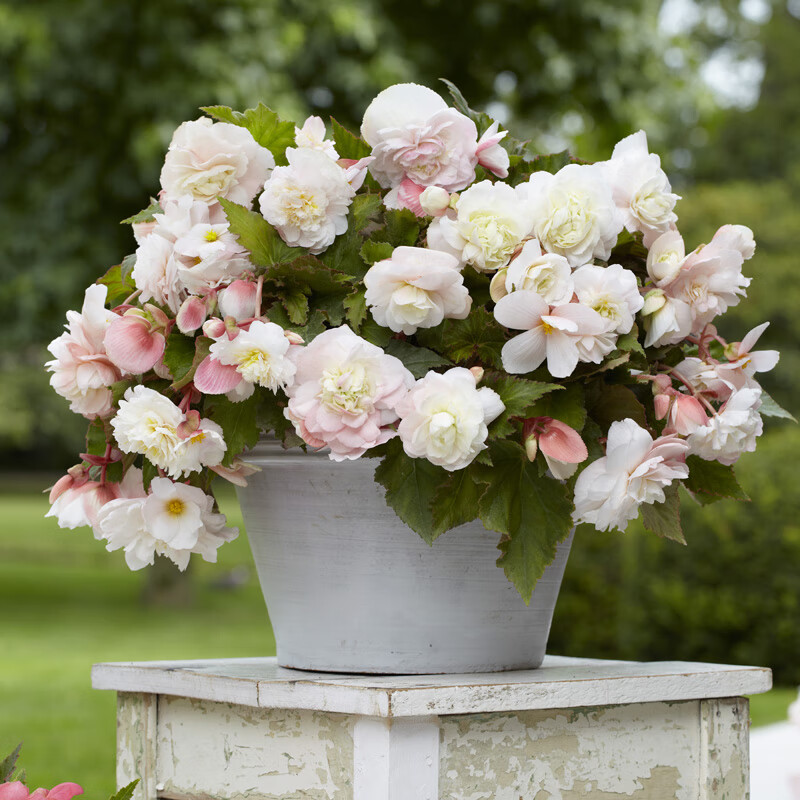 播种心情进口垂吊型球根海棠种球夫妻海棠多年生室内外庭院盆栽花卉好