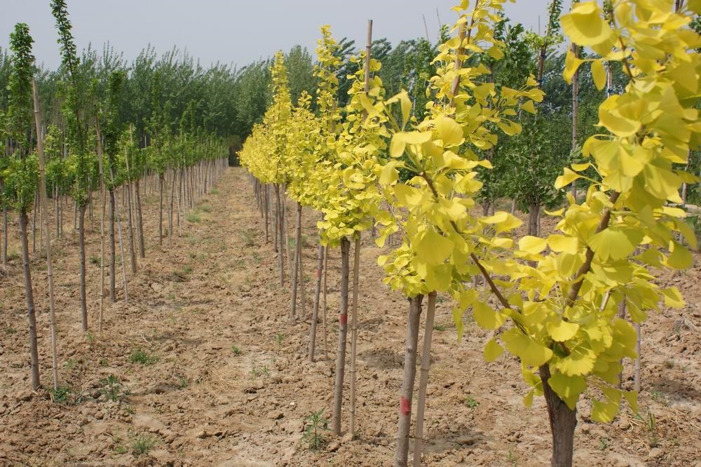 (qingya)金叶银杏树苗 金叶银杏苗 批发银杏小苗 绿化苗木工程苗 庭院