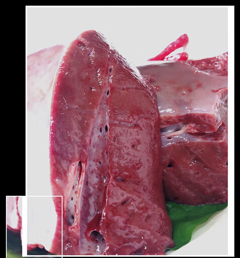 5斤新鲜牛肝肝脏生肝内脏夫妻肺片另有牛肠牛肚牛肺骨头牛杂