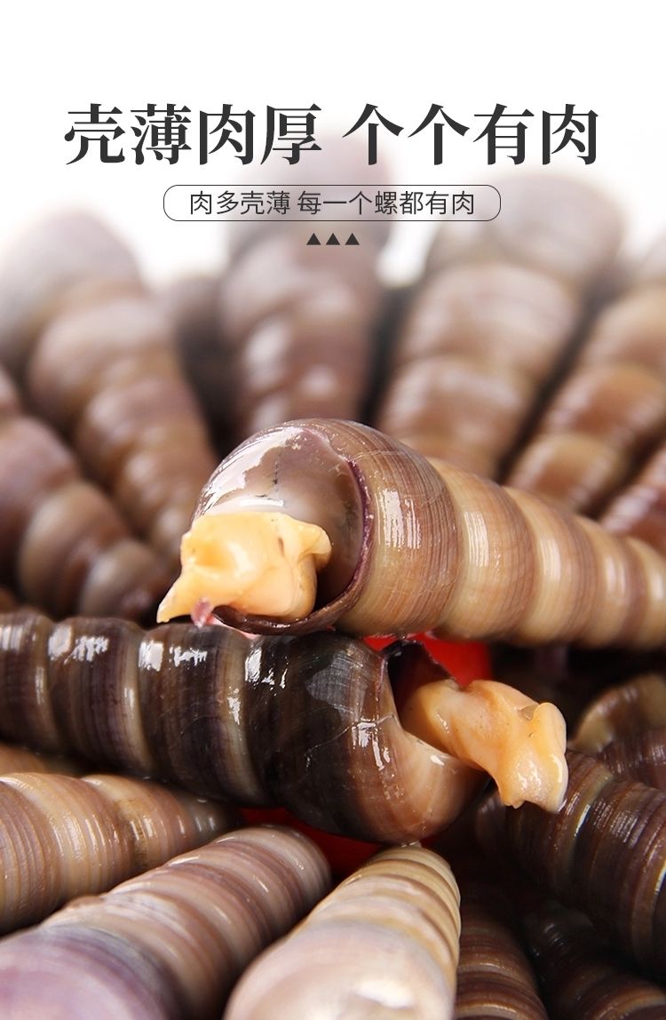 钉螺鲜活去尾免处理新鲜海螺丝钉螺海鲜水产海锥螺丁螺去尾钉螺五斤装
