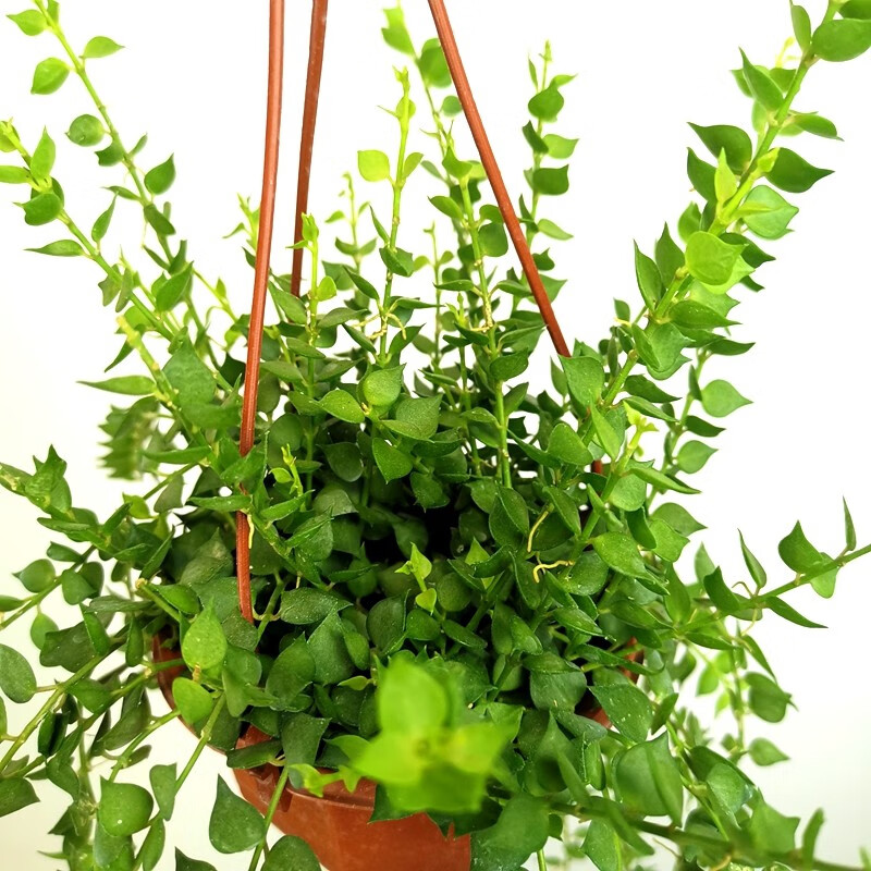 百万心吊兰盆栽观叶植物易养耐阴旱常绿花卉百万心吊兰花苗 一盆