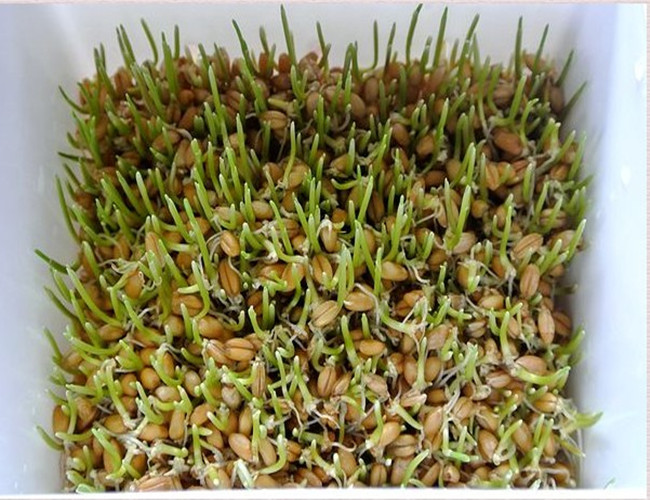 新鲜小麦草种四季做麦芽糖榨汁猫草小麦粒发芽土壤小麦种植种子2斤装