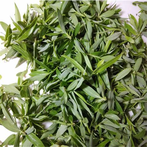 柳树芽新鲜当季头茬野菜柳芽尖早春现摘柳树叶现发农家1500g