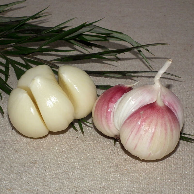 2021年紫皮独头三瓣蒜新鲜独头蒜山地小香蒜农家自种湿蒜大蒜 精选