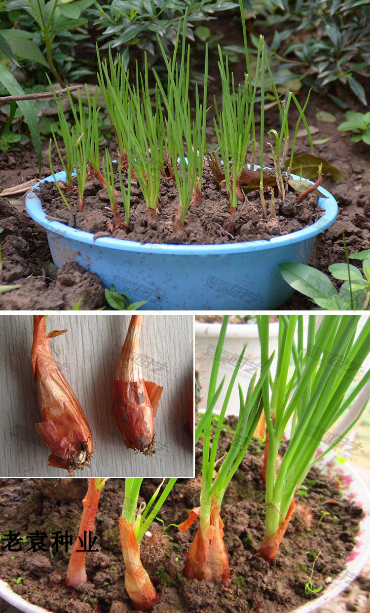 花姬 已发芽四季小葱香葱种头花盆种菜春夏秋冬播蔬菜种子种球新鲜种