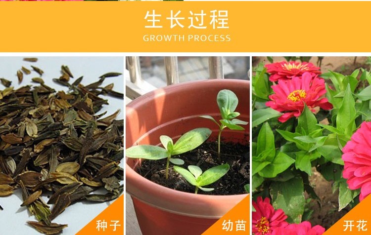 百日草种子百日菊花籽庭院四季室外易活百日草花种子花海混色