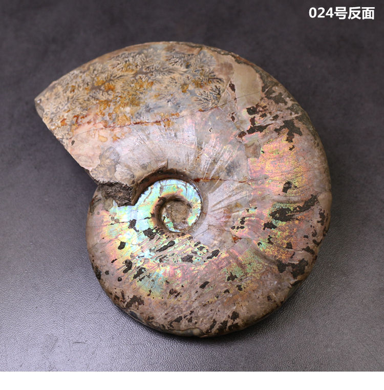 古生物马达加斯加斑彩螺化石叶菊石化石标本教学标本礼品 034号【图片