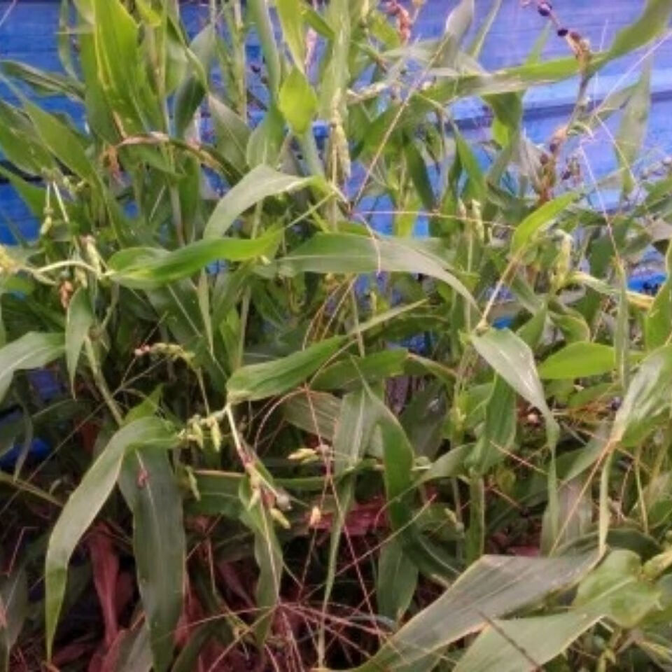 伟博一份2斤 新鲜打碗子根薏米根五谷尿珠根米仁根薏苡根 一份2斤