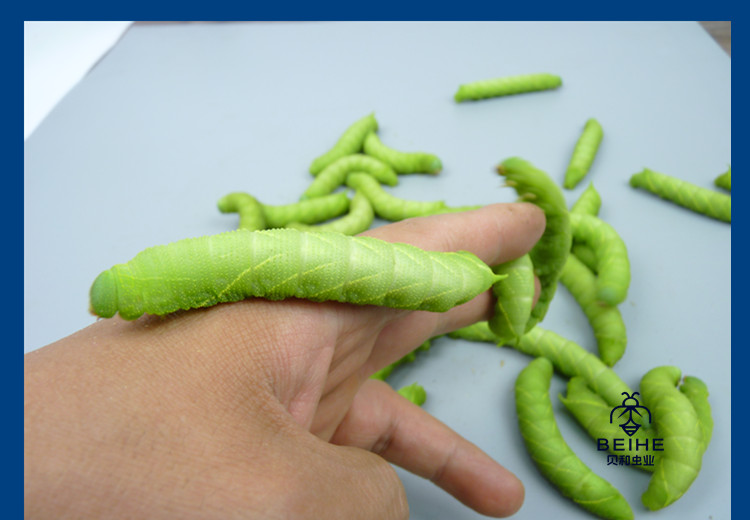 活豆虫大青虫高蛋白豆丹猪儿虫芝麻虫食用昆虫钓鱼宠物活体下蛰土 70