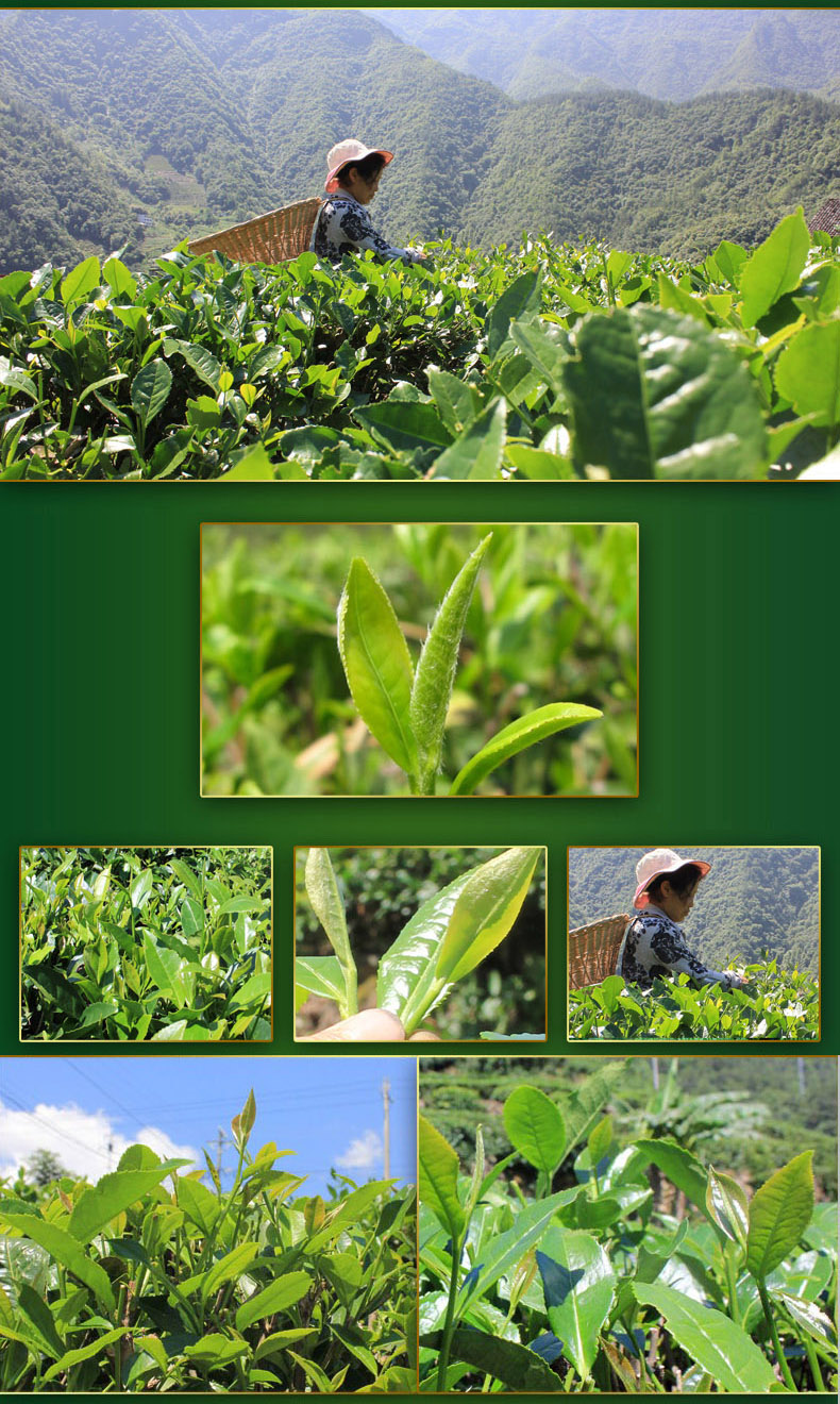 茶亦乐恩施贡芽新茶蒸青绿茶春茶250克高山茶芽茶礼盒