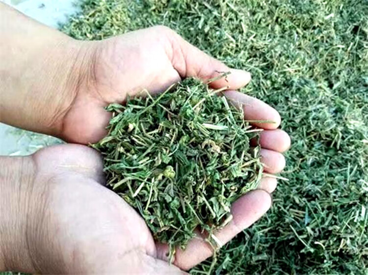 花种子花籽树种子珍珠透骨草种子透骨草中药材种子药材种子供应透骨草