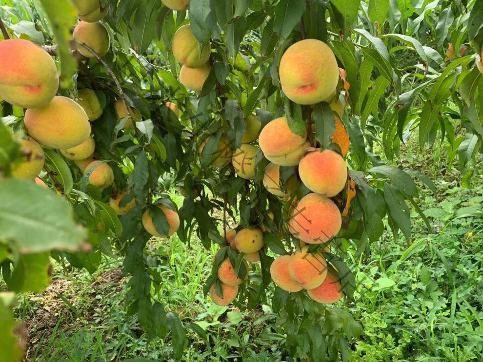 湖北三湖锦绣黄桃大果爆汁脆甜软甜新鲜水果现货孕妇水果 8斤【图片