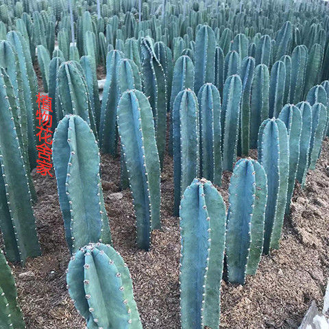 量天尺仙人柱无刺沙漠植物仙人掌类仙人柱开花室内ins北欧风绿植