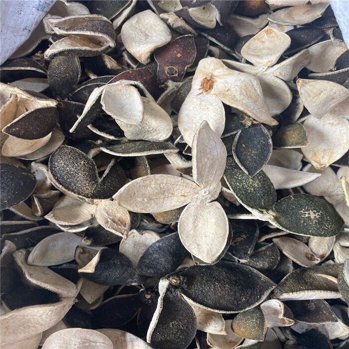 北京同仁堂四川生晒四花青皮四化青皮青陈皮新货500克青桔皮小青皮