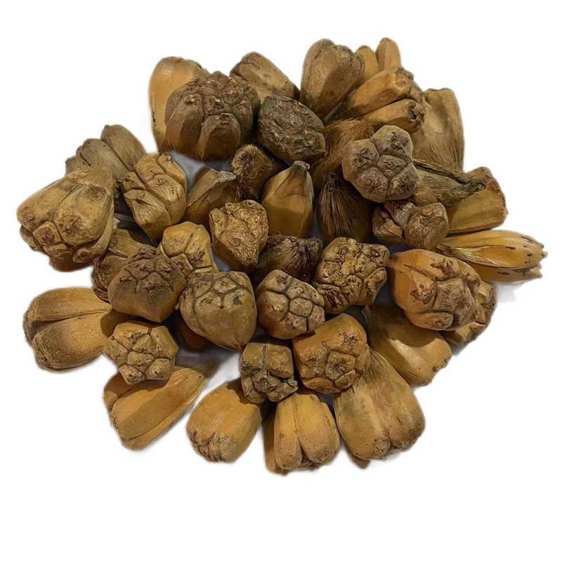 速如康 中药材 山菠萝 兜子野菠萝 莲花菩提山波罗婆锯筋露兜树籽