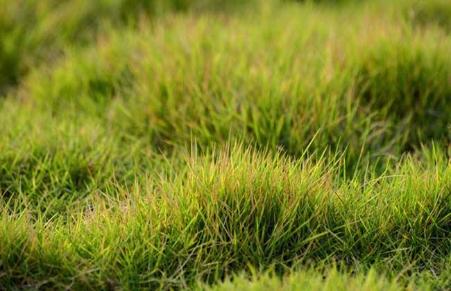 中华结缕草 细叶日本结缕草草 球场专用草 草坪种子耐践踏 中华结缕草