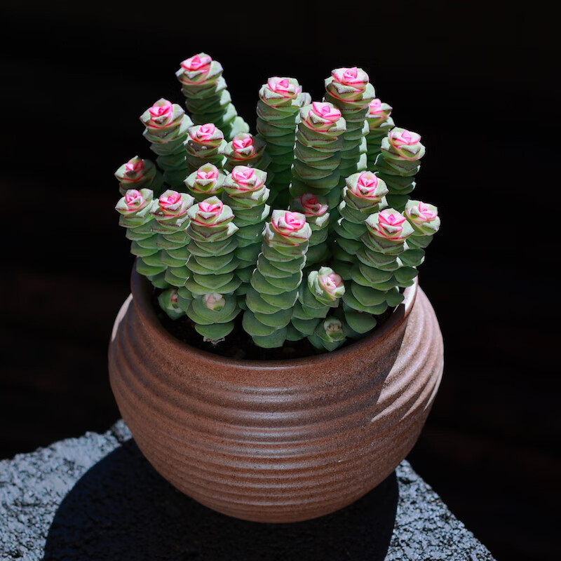 多肉植物粉色钱串盆栽新手套餐办公室内绿植花卉多肉肉粉色钱串简易