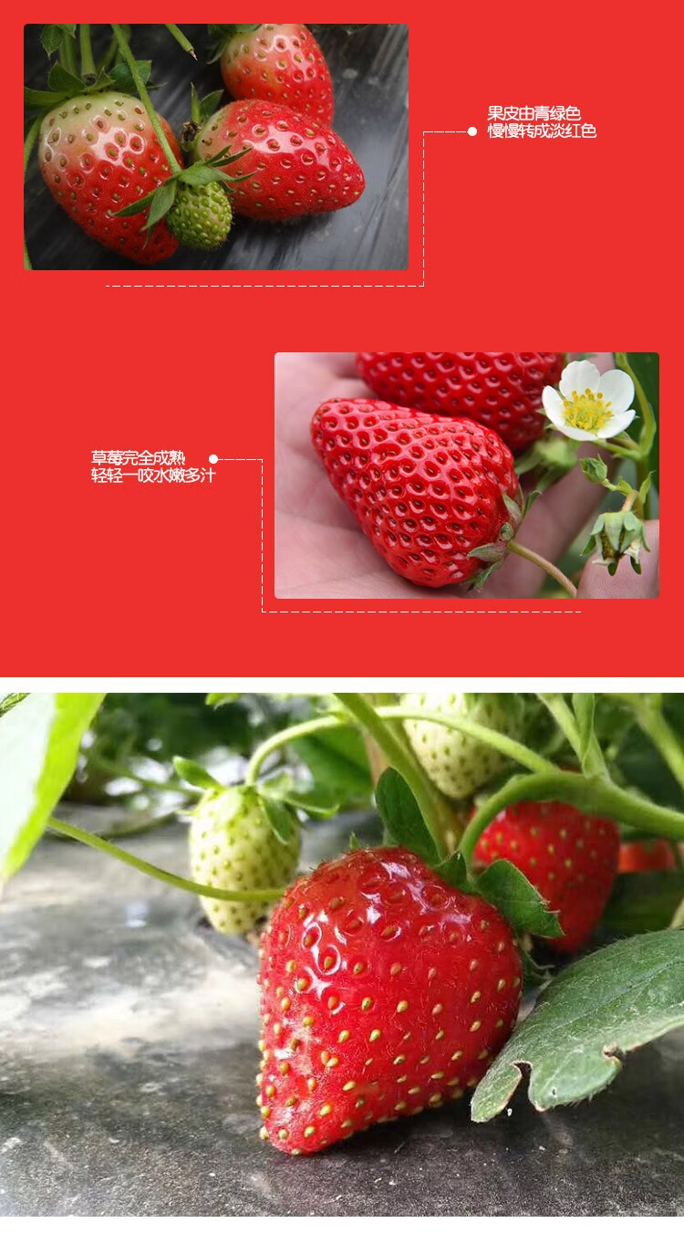 105852-【凉山特产馆】大凉山牛奶草莓新鲜水果现摘现发 空运直达 VS丹东草莓红颜 4盒中大果-详情图