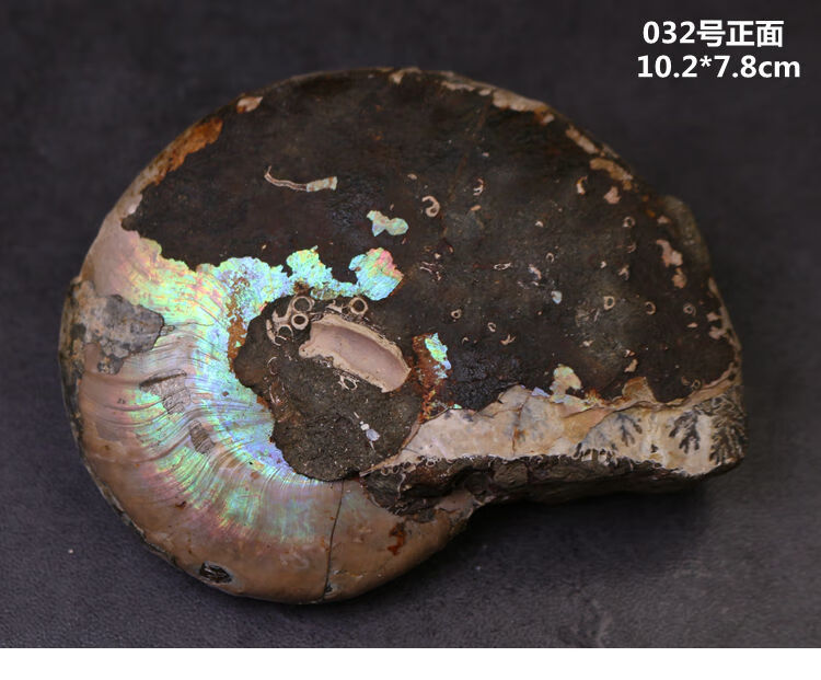 古生物马达加斯加斑彩螺化石叶菊石化石标本教学标本礼品 034号【图片