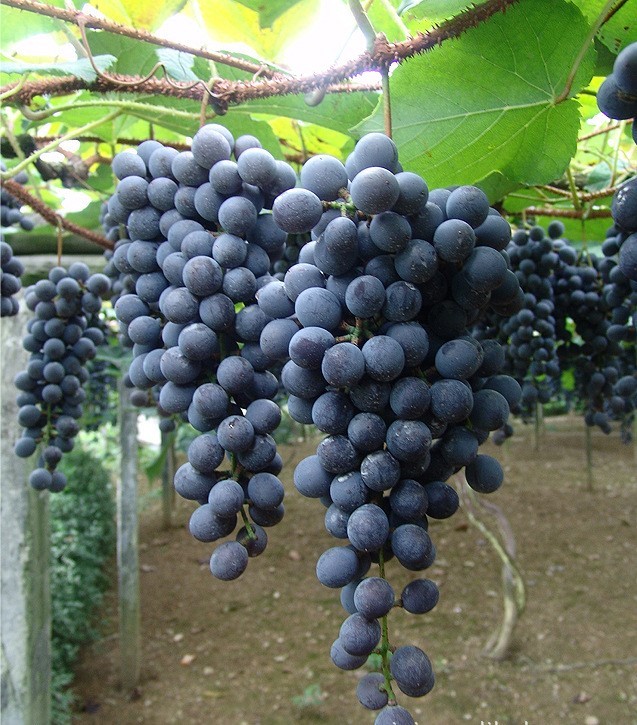 一名花匠新品种甜葡萄果树高山葡萄高山1号紫秋2号葡萄苗当年结果5年