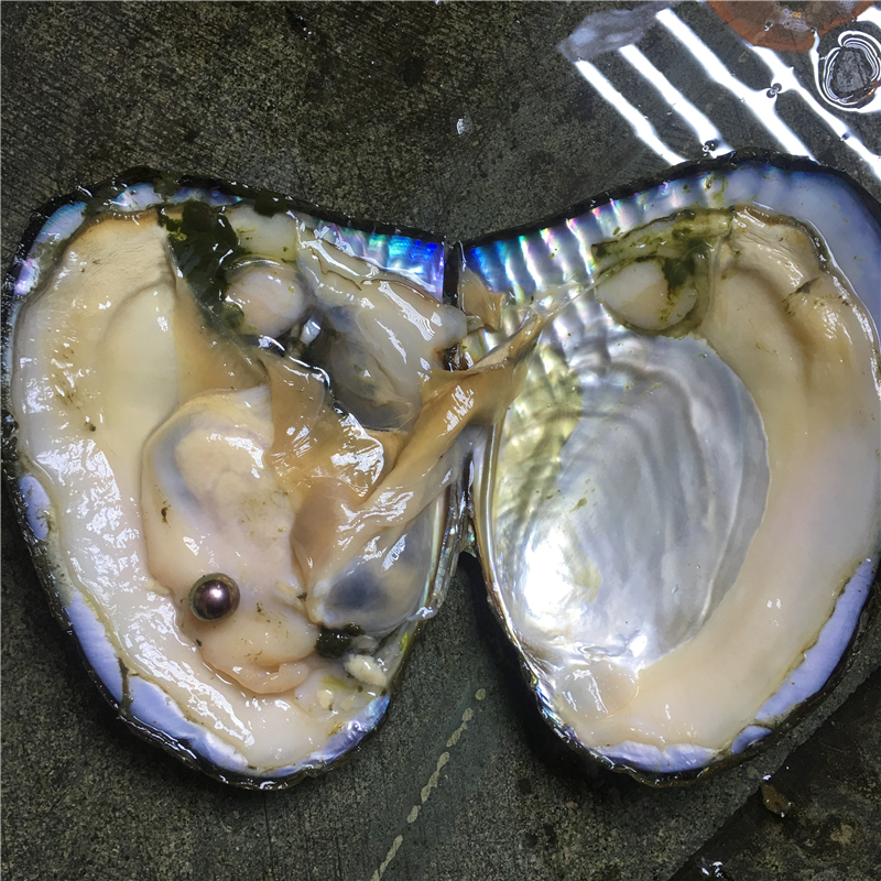 博皓定制爱迪生淡水珍珠蚌多珠蚌开蚌取珍珠鲜活自己开珍珠蚌自己开