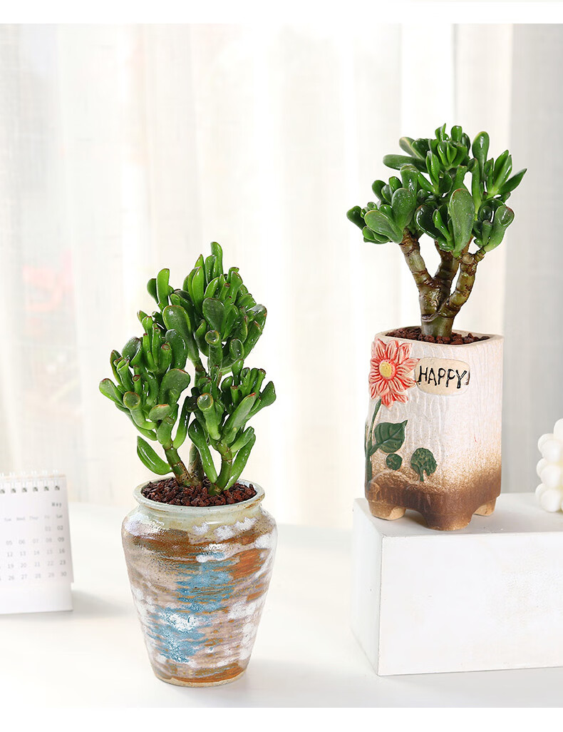 吸财树多肉植物清棚大老桩贵货室外花卉盆栽易活肉肉四季钱串2年苗吸